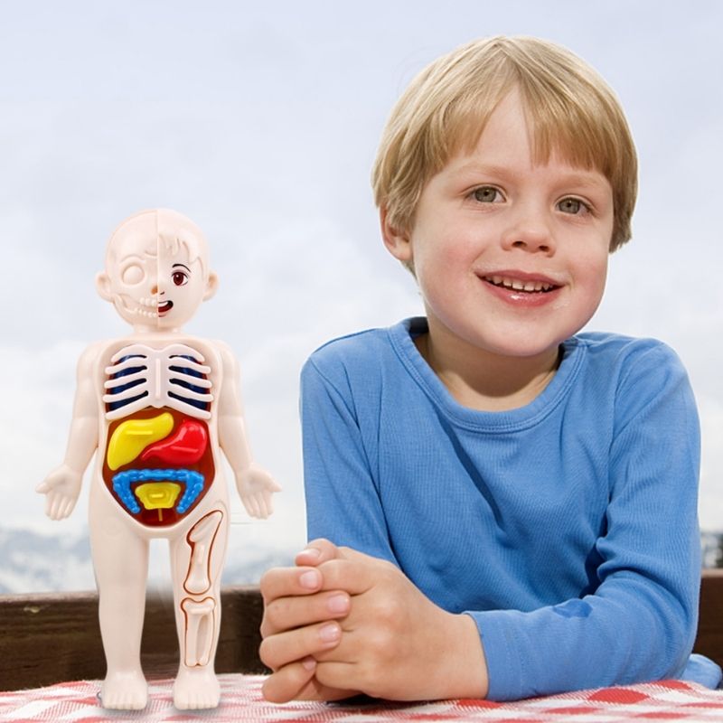 Montessori 3D Puzzle Corps Humain Anatomie Jouet Apprentissage
