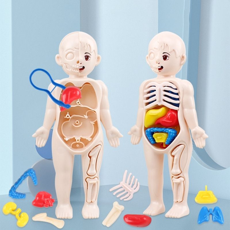 Puzzle en bois du corps humain pour les enfants, Ensemble de jeux  d'anatomie humaine éducatif précoce, Puzzles de bébé cognition corporelle  Enfants Apprentissage précoce Éducatif