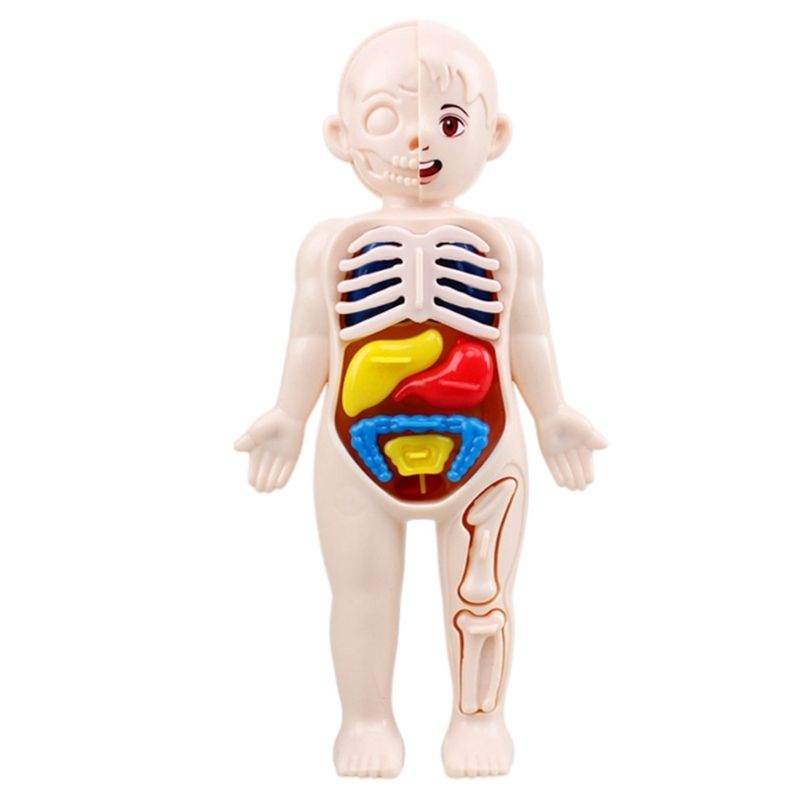 Achetez Jeu Éducatif Educa Apprendre le corps humain en s'amusant -  Découverte Anatomique pour Enfants dès 4 ans